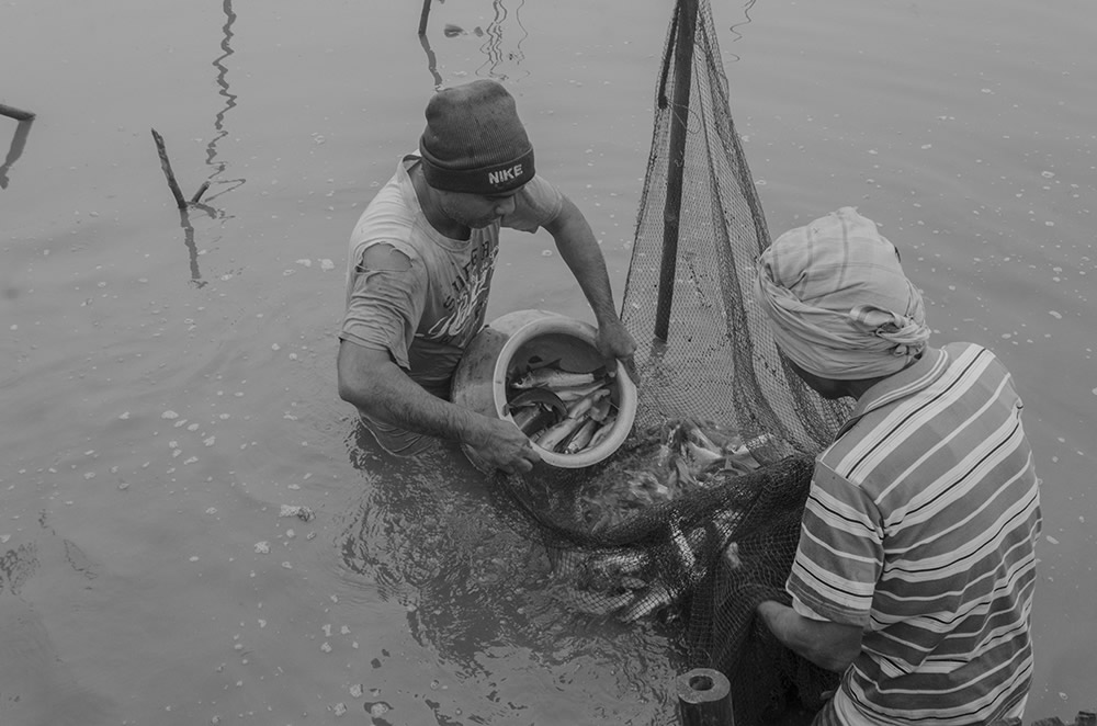 Fish Harvesting - Photo Series By Indian Photographer Ritesh Roy Chowdhury